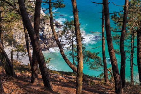 Die Farben des Meeres durch die Bäume gesehen, Bretagne