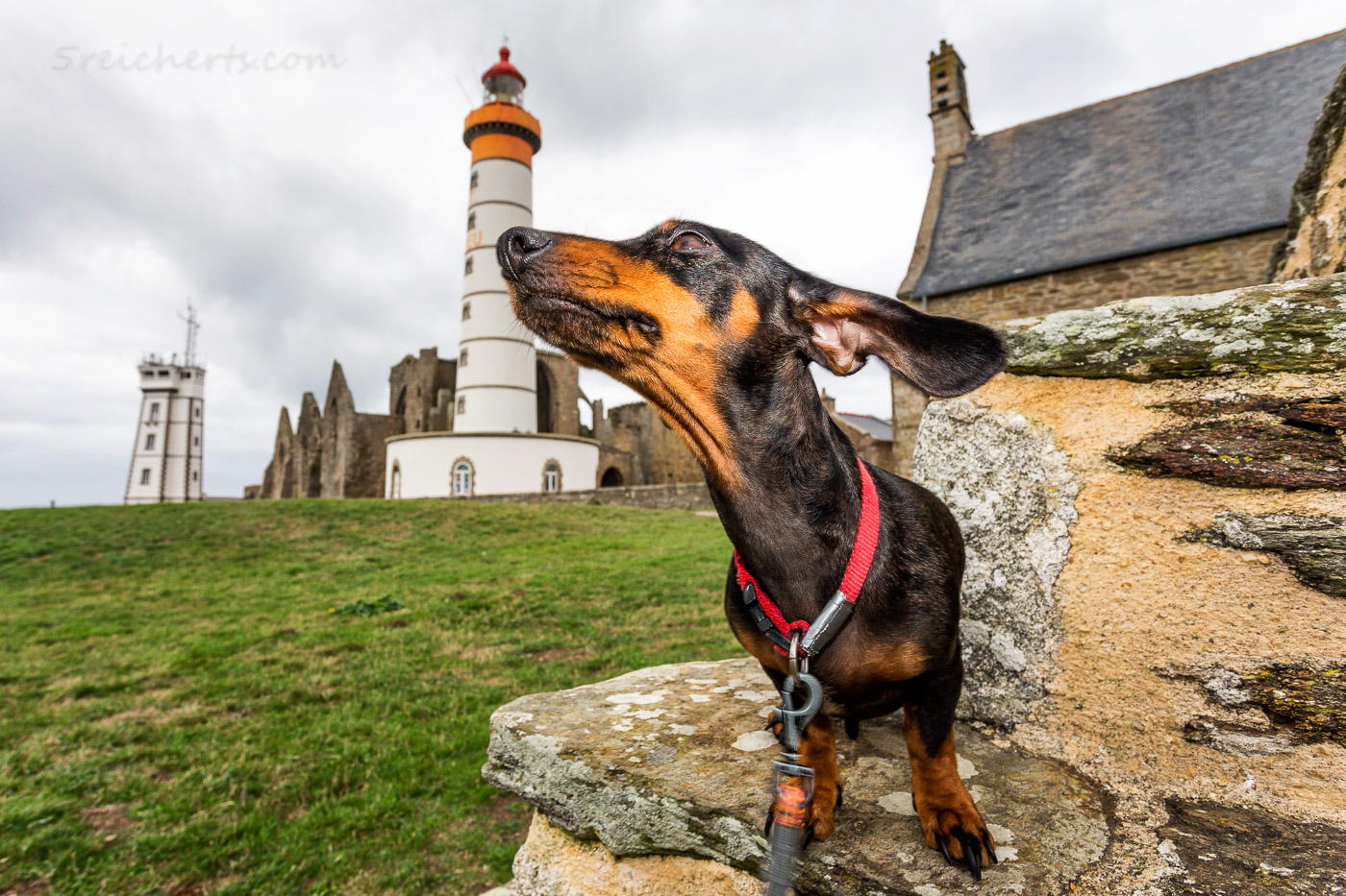 Dackel Grindel und der Leuchtturm St Mathieu, Bretagne