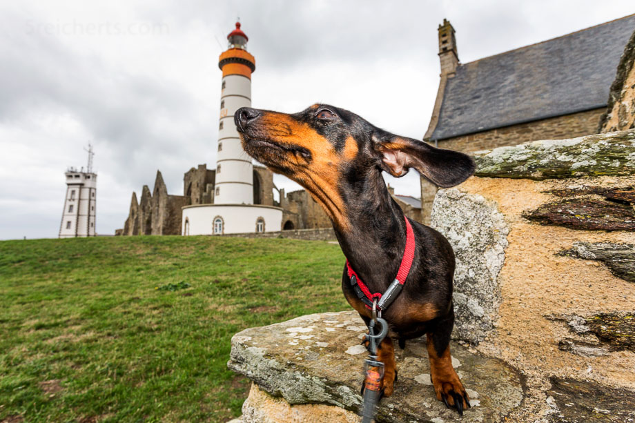 Dackel Grindel und der Leuchtturm Saint Mathieu, Bretagne