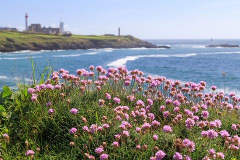 Strandgrasnelken am Pointe du Saint Mathieu, Bretagne