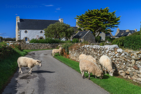 Schafe auf der Straße, Ouessant, Bretagne