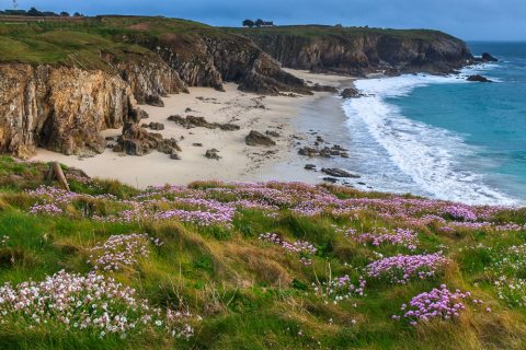 Strand und Strandgrasnelken am Point Corsen