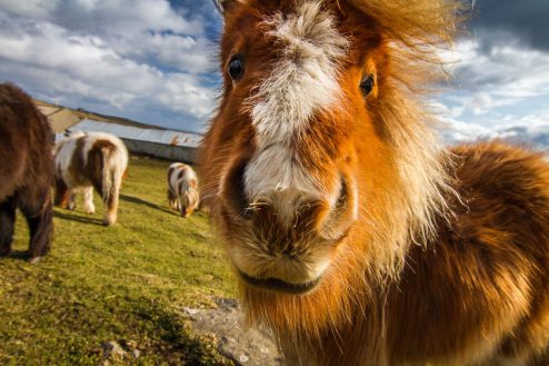 Shetland Pony, Shetland