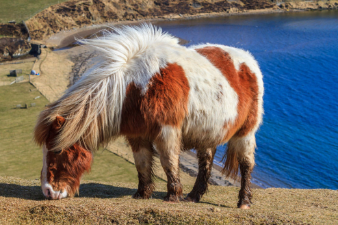 Shetland Pony, Mainland, Shetland, Schottland