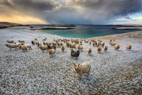 Schafe, Mainland Shetland