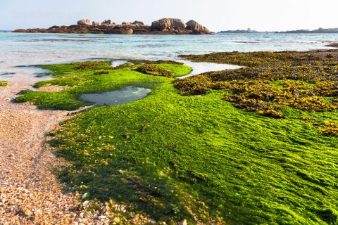 Greve Blanche, Tregastel, Bretagne