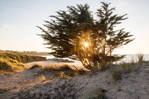 Küstenbaum, Fréhel