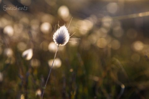 Makro im Wind - fast unmöglich