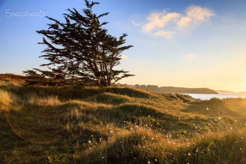 Dünenlandschaft am Cap Fréhel