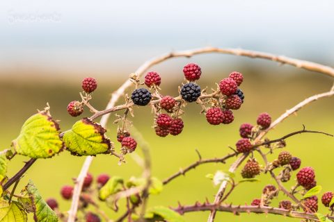Brombeeren überall, Kap de la Hague