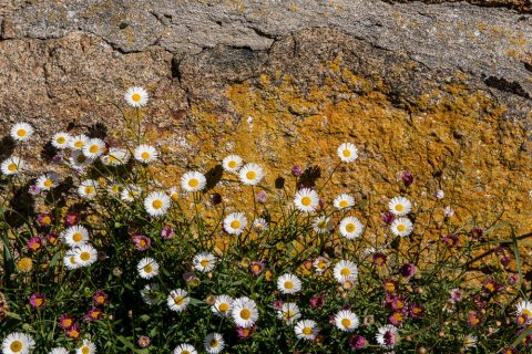Gänseblümchen an der Mauer, Ile de Brehat