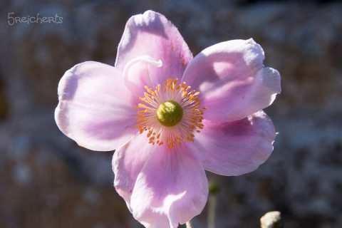 Blümchen