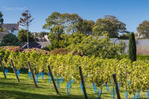 Wein auf der Ile de Brehat