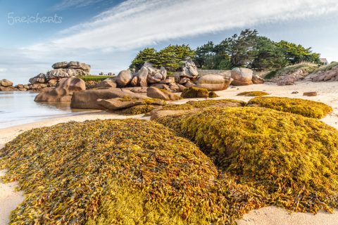 Tang wächst auf Felsen, Ile Renote