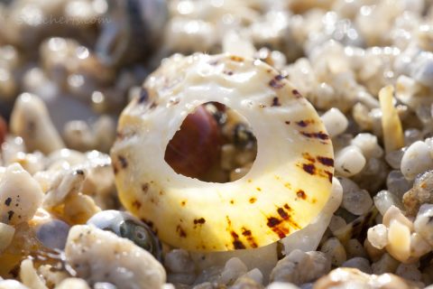 Napfschnecke
