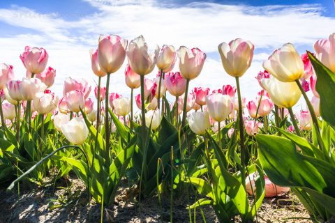 Tulpenfeld, La Torche, Bretagne