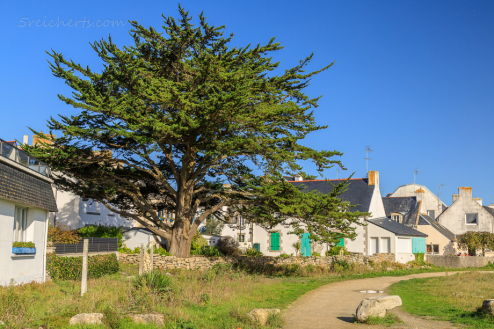 Baum, Lesconil, Bretagne