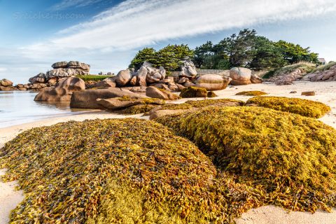 Ile de Renote
