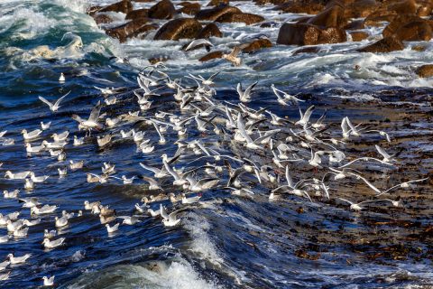 Möwen reiten auf der Welle, Porspoder