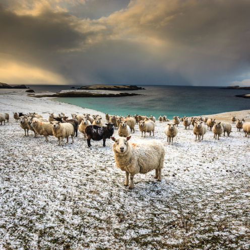 Schafe, Mainland Shetland
