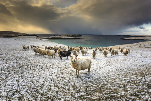 Schafe, Mainland Shetland