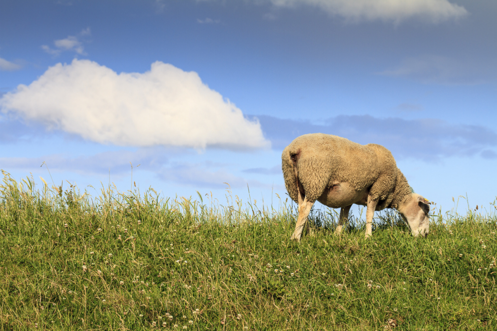 Cap Gris-Nez, Frankreich