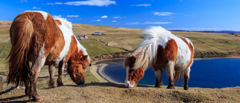 Shetland Ponies über dem Meer, Shetland
