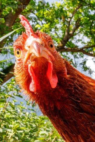 Hallo Huhn, was gibt's?