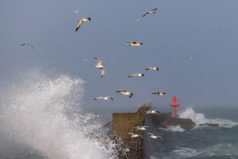 Möwen lieben das wilde Meer, Lesconil