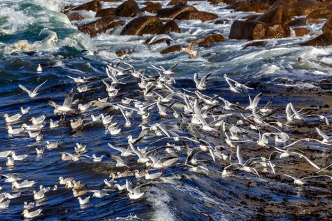 Möwen reiten auf der Welle, Porsporder, Bretagne