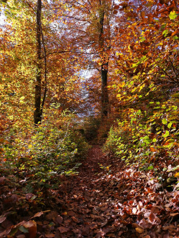 Dichtes Unterholz im Wald hinter unserer Wohnung