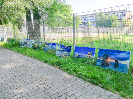Arrangieren der Bilder am Zaun des SMG in Ingelheim