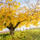 Kirschbaum im Herbst