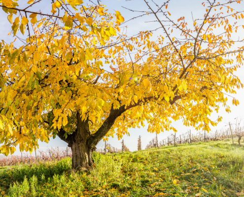 Kirschbaum im Herbst