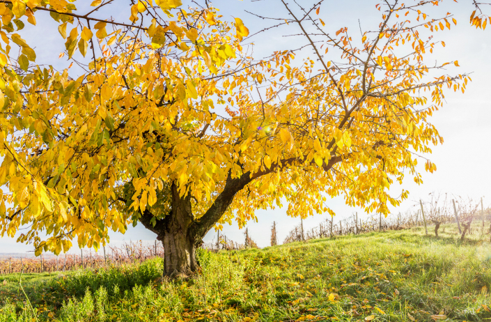 Kirschbaum im Herbst