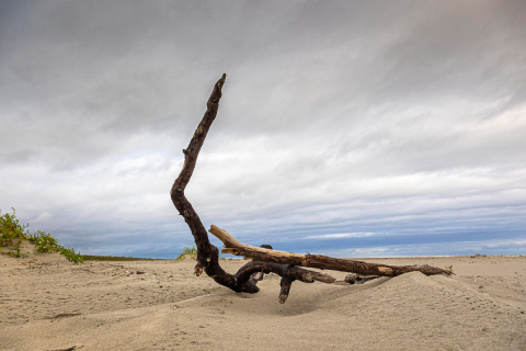 Treibholz am Strand, Ameland