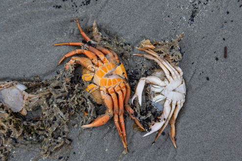 Tote Krabben am Strand, Ameland
