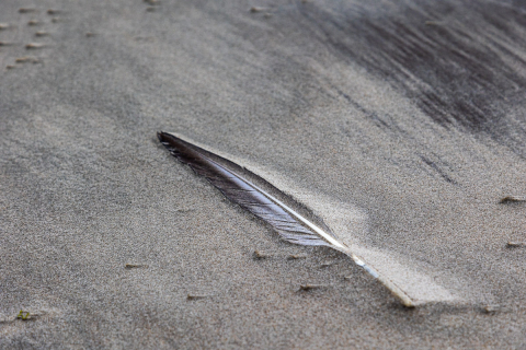 Feder im Sandsturm, Ameland