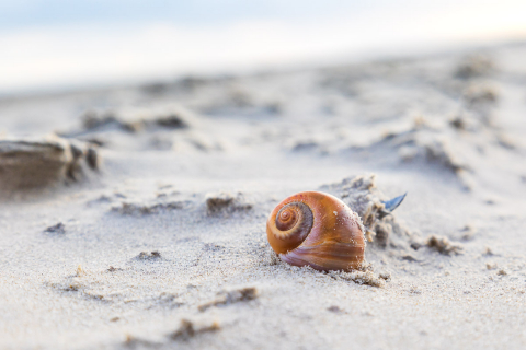 Schnecke am Strand, Ameland