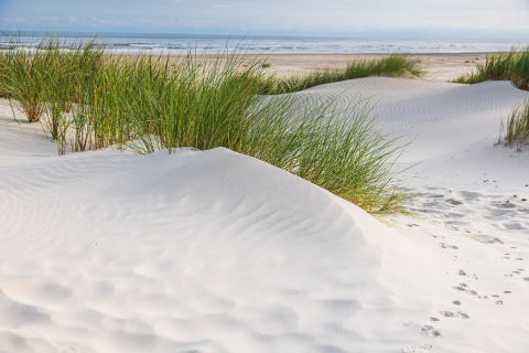 Dünen und Strandgras, Ameland