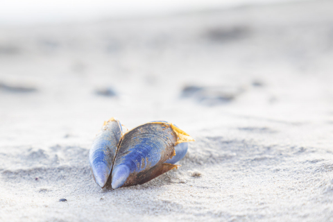 Muschel im Sand, Ameland