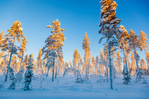 Wald in schwedisch Lappland