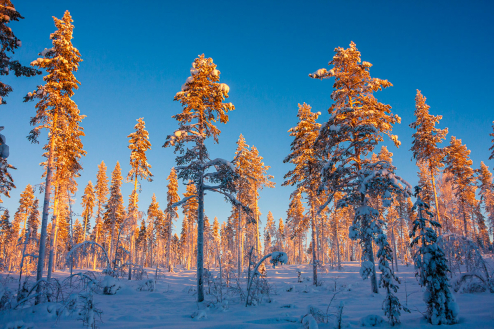 Farbkontraste, Wald in schwedisch Lappland