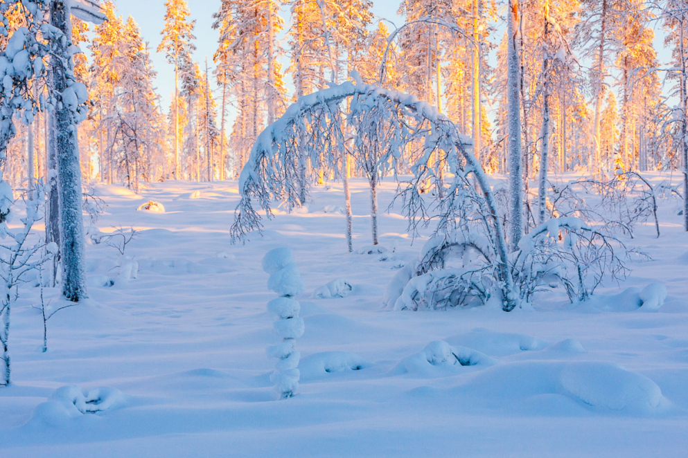Pastellige Farben im schwedischen Winterwald