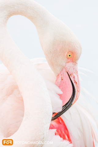 Flamingo - Karin