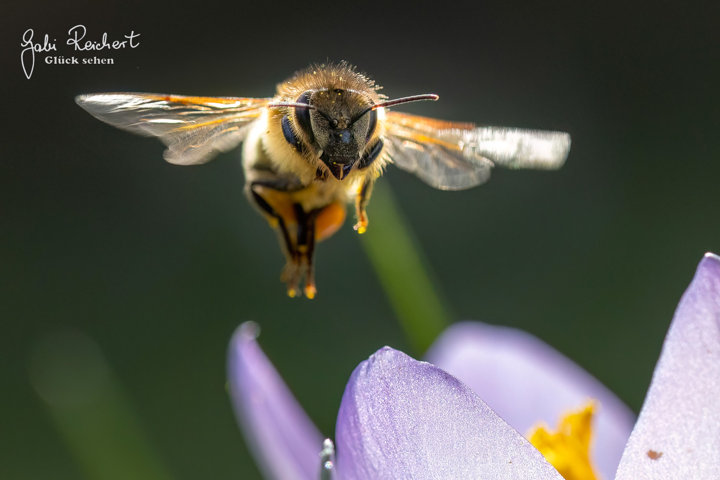 Honigbiene im Flug Honigbiene im Flug