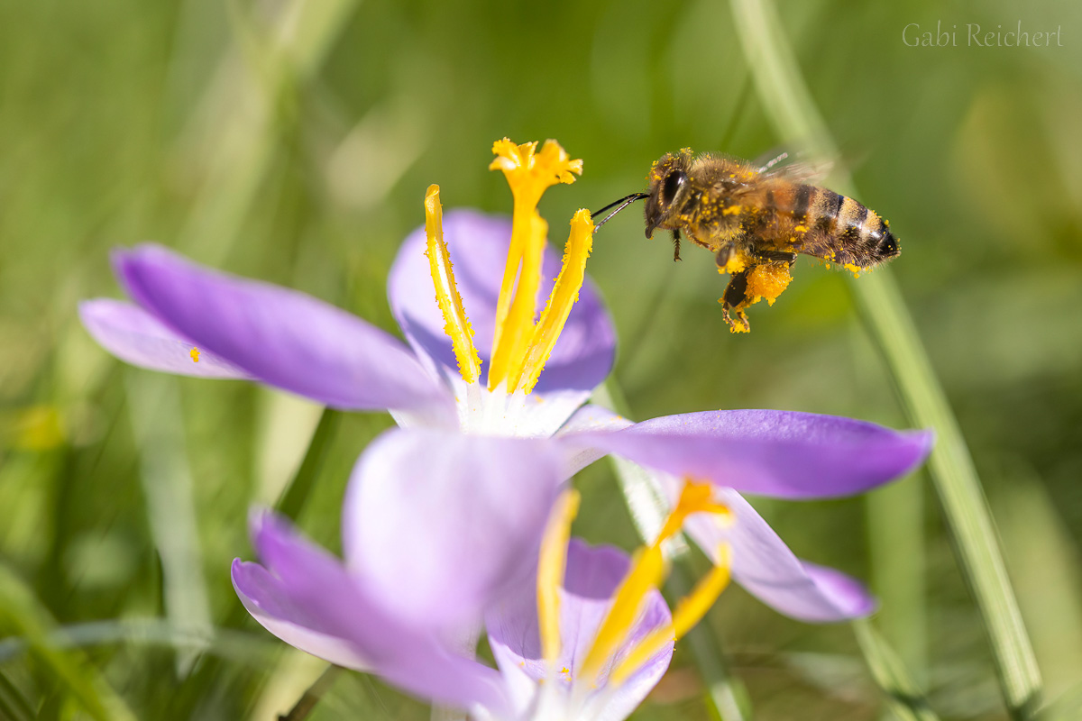 Biene im Anflug auf einen Krokus