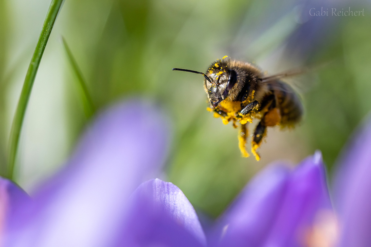 Biene im Anflug auf einen Krokus