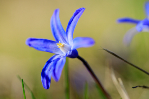 Blaustern
