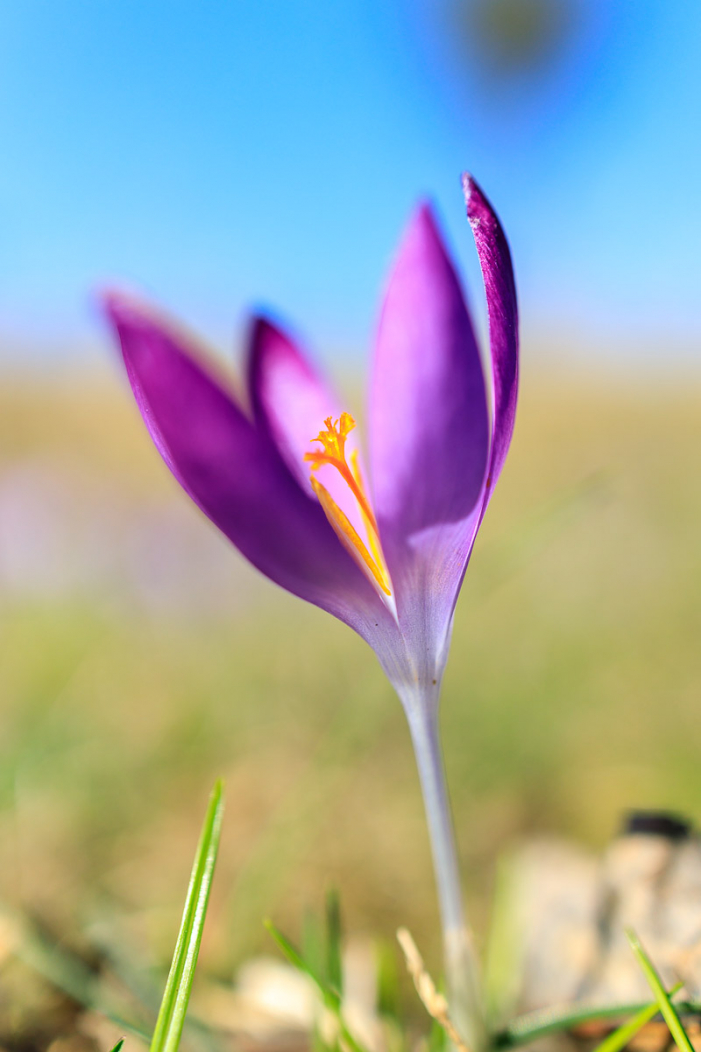 Krokusse mit der EOS R und dem 35mm, Miitags bei blauem Himmel Krokusse mit der EOS R und dem 35mm, Miitags bei blauem Himmel